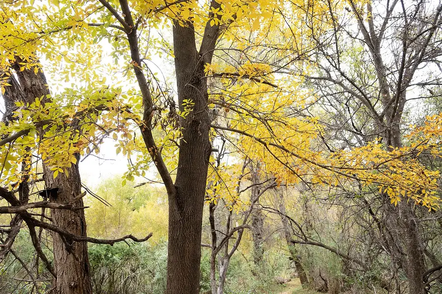 An Arizona ash in autumn, its crown turning uniform yellow, with a heavy trunk forking low into large limbs.