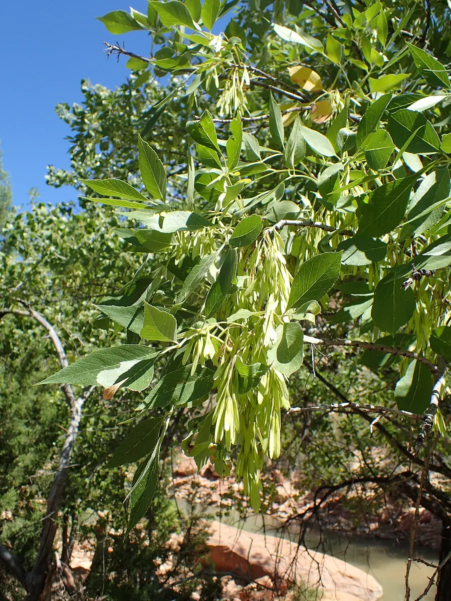 Arizona ash foliage: compound leaves of five to seven leaflets, with hanging clusters of narrow winged seeds.