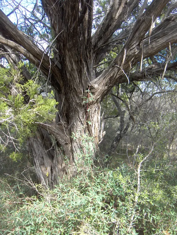 Close-up of Ashe juniper bark, shredding away from the trunk in long fibrous grey strips.