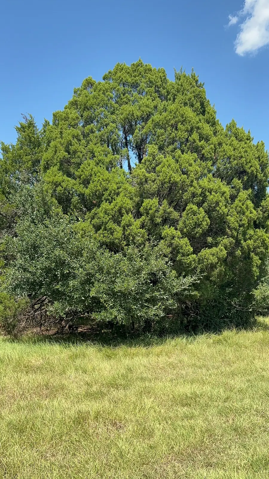 An Ashe juniper in Austin, Texas - a dense, dark evergreen with scale-like foliage and a low branching habit.