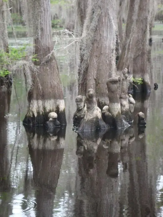 Bald cypress knees - woody root projections standing above the waterline around the base of the trees.