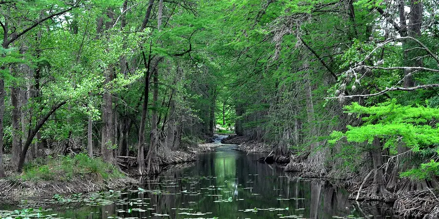 Bald cypress lining the Guadalupe River in Kerr County, Texas, arching over the water in bright spring green.