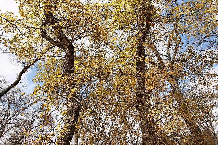 Cedar elms turning gold in autumn, with fine twiggy branching and a narrow upright crown.