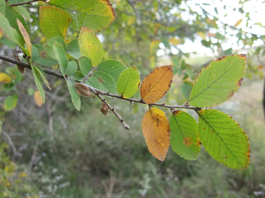 Close-up of cedar elm leaves: small, stiff, toothed and noticeably rough to the touch.