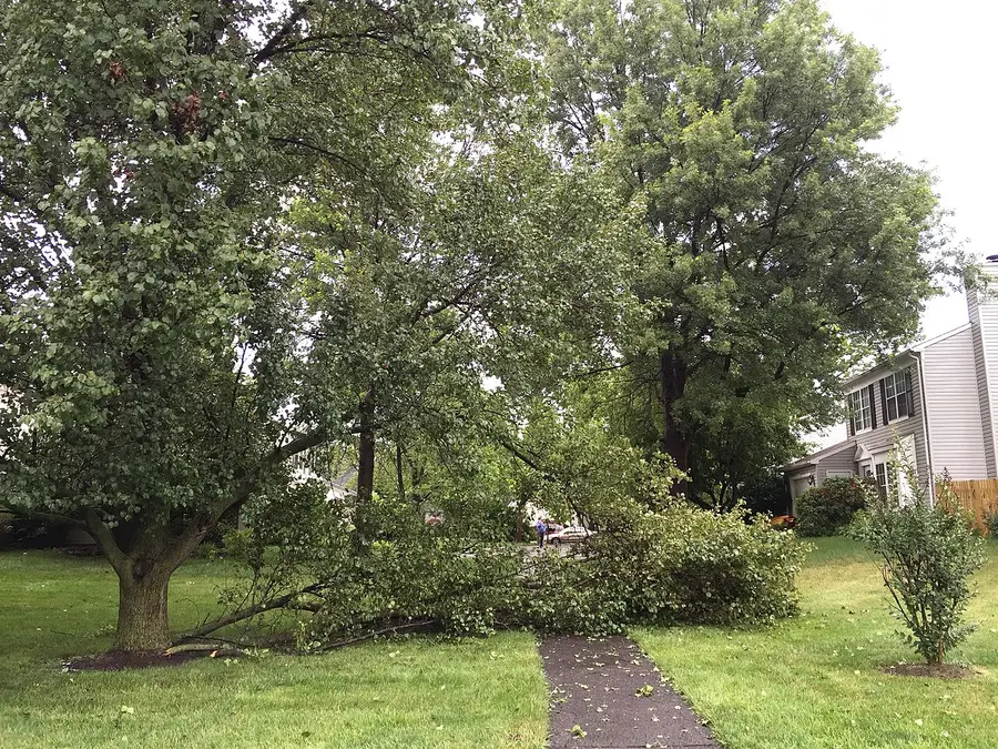 A large limb torn off a Bradford pear in a thunderstorm, lying across a suburban lawn beside the split trunk.