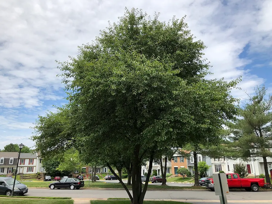 A multi-trunked Bradford pear in a suburban street, its dense oval crown rising from several trunks that fork at one point.