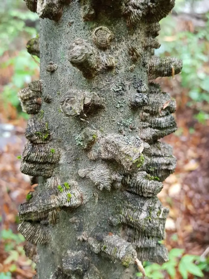 Close-up of hackberry bark: smooth pale grey covered in raised corky warts and ridges.