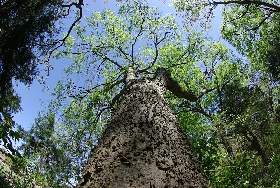 A sugarberry hackberry in a Texas park seen from below, with a pale warty trunk running up into a thin crown.