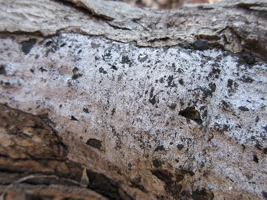 Hypoxylon canker on a hardwood trunk: bark sloughed away to expose a silvery-grey fungal crust flecked with black.