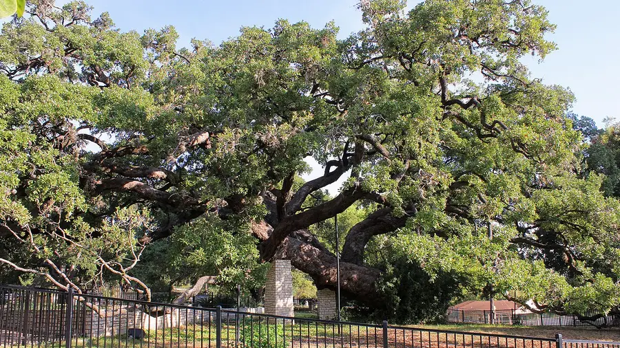 A mature Texas live oak with a wide, low, spreading crown and heavy horizontal limbs, in a park in New Braunfels, Texas.