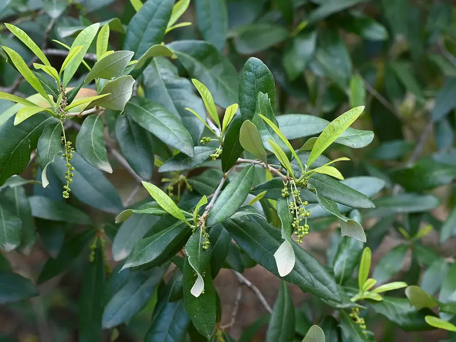 Close-up of Texas live oak foliage: small, leathery, oval leaves with smooth edges, dark green above.