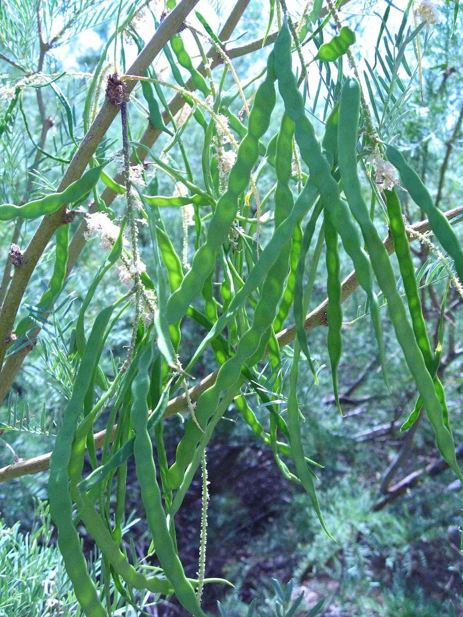 Honey mesquite foliage: fine feathery compound leaves with narrow leaflets and long straw-coloured seed pods.