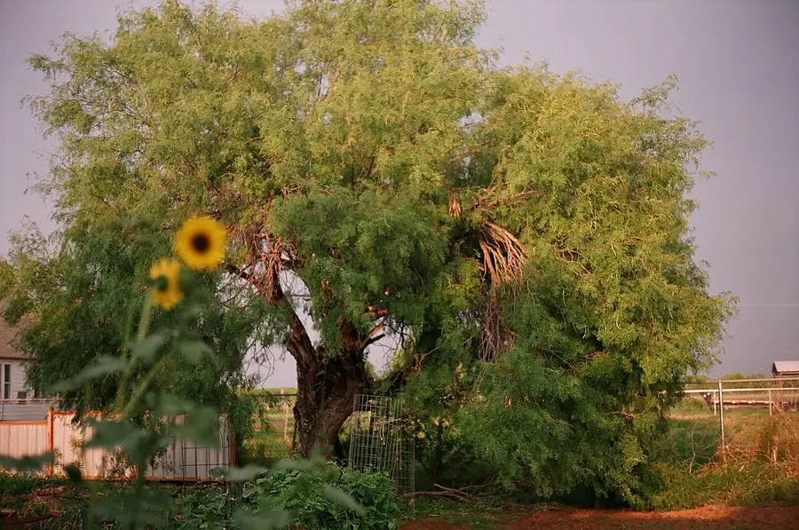 An old honey mesquite in a South Texas yard, low and wide with a short crooked trunk and fine airy foliage.