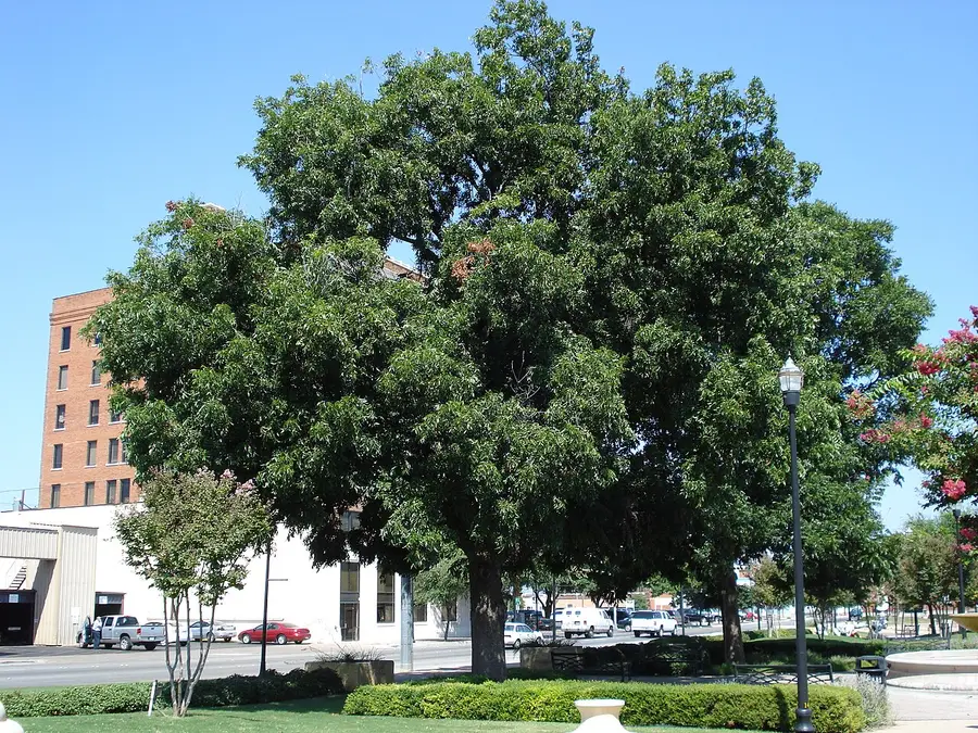 A large pecan shade tree in a Texas city park, tall with a broad rounded crown over a clear trunk.