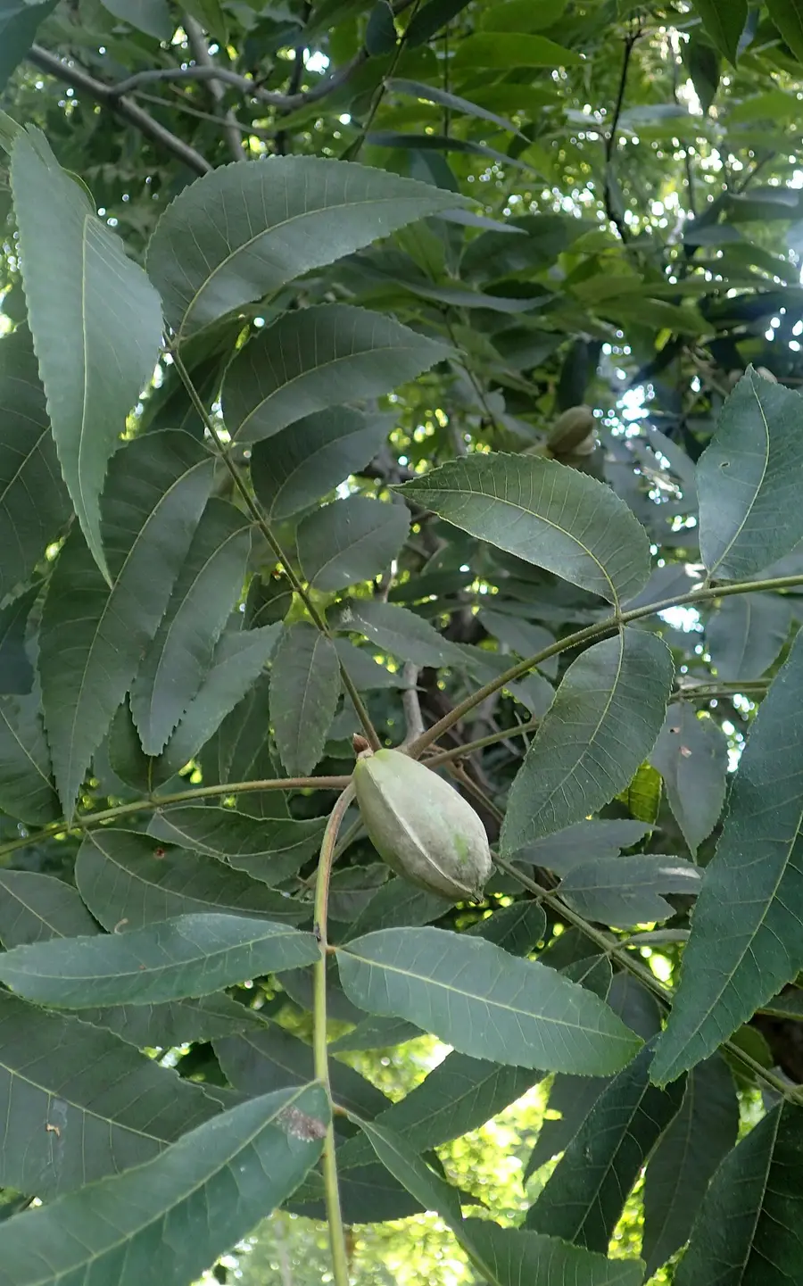 Pecan foliage: a long compound leaf of paired, curved, pointed leaflets, with a developing nut in its husk.