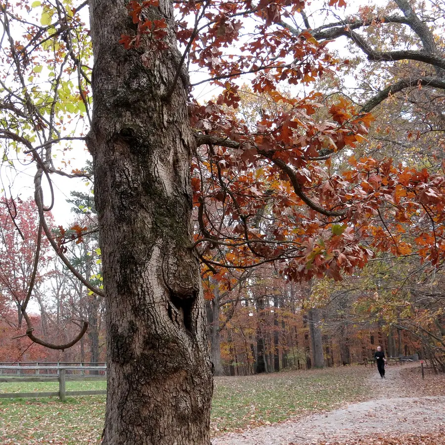 A post oak trunk with rough grey furrowed bark, its autumn foliage turning rust brown.