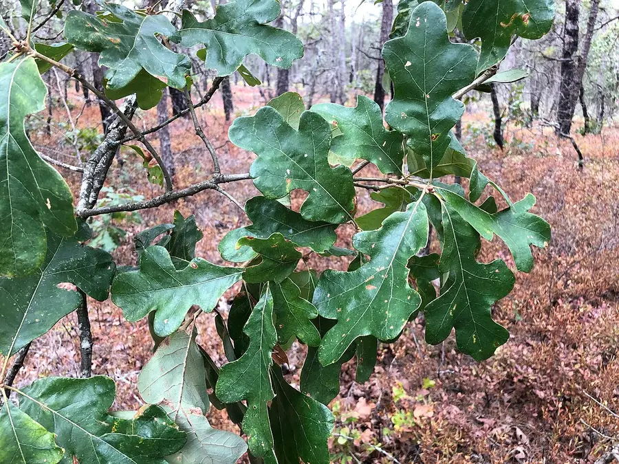 Close-up of post oak leaves with blunt, rounded lobes arranged in a distinctive cross shape.