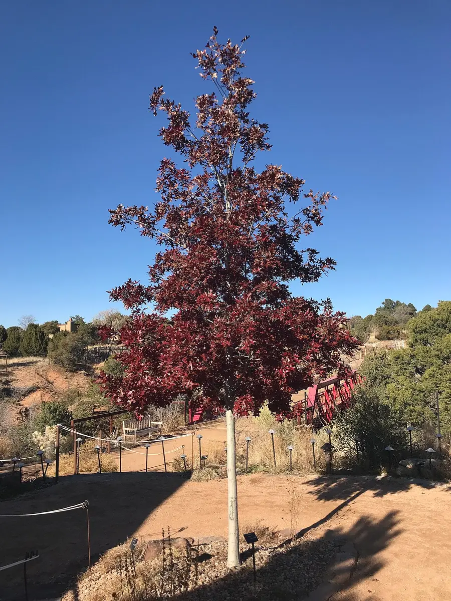 A Texas red oak in autumn, fully deciduous with deep red foliage and an upright single-leader form.