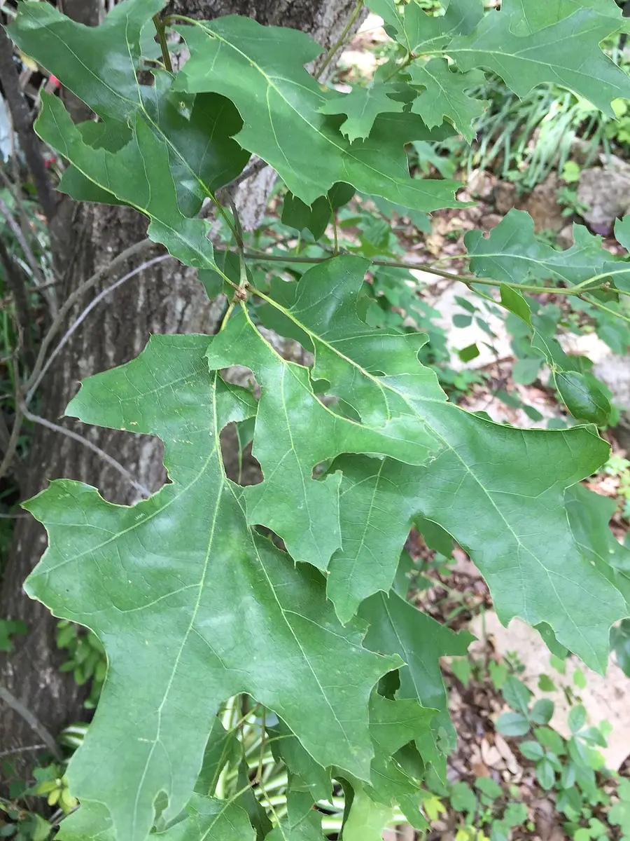 Close-up of Texas red oak leaves showing deep lobes ending in sharp, bristle-tipped points.